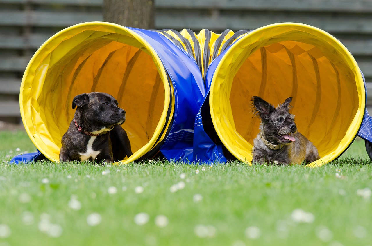 two dogs in the tunnel, agility, tunnel-750598.jpg